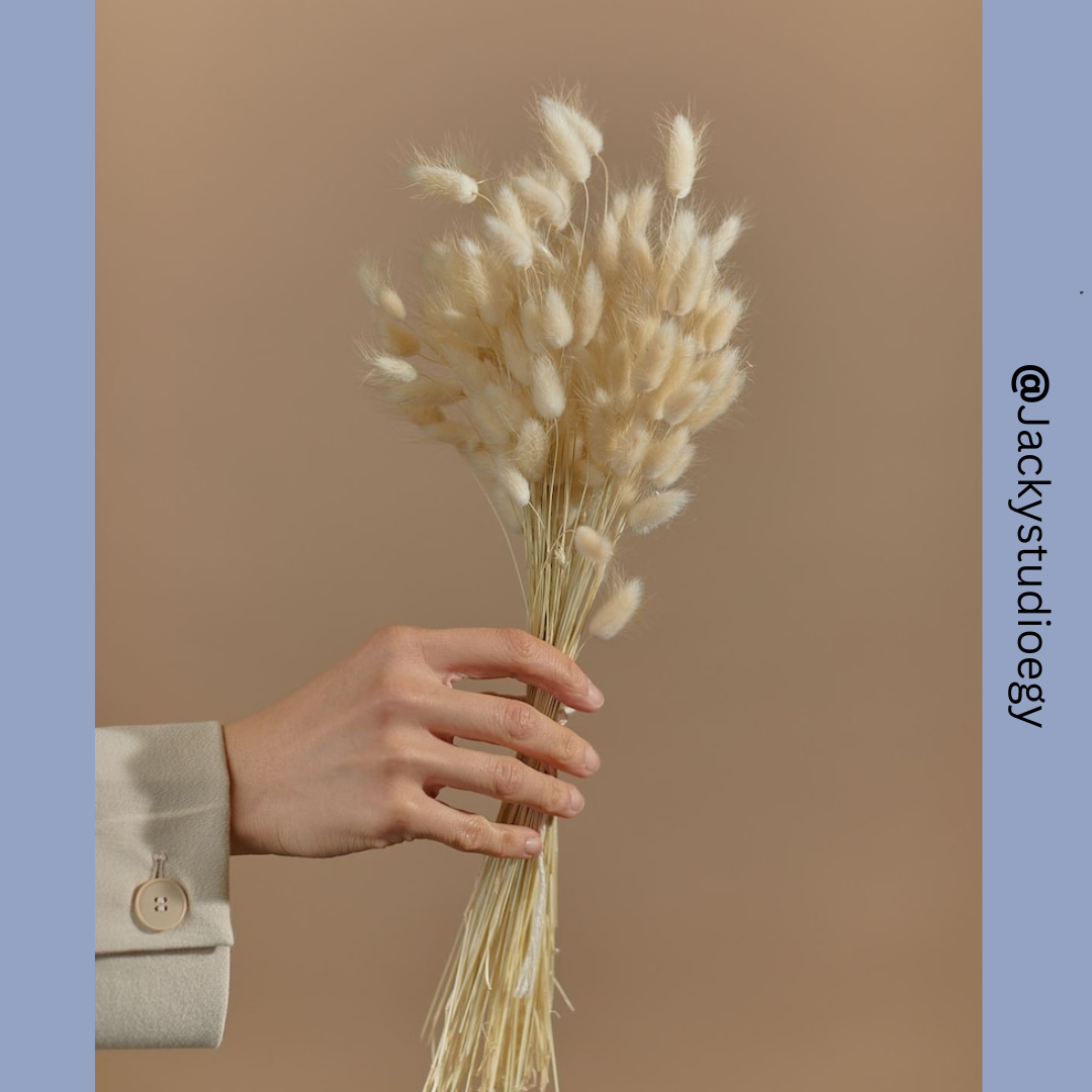 Bunny Tails | Rabbit Tails | Dried Flowers