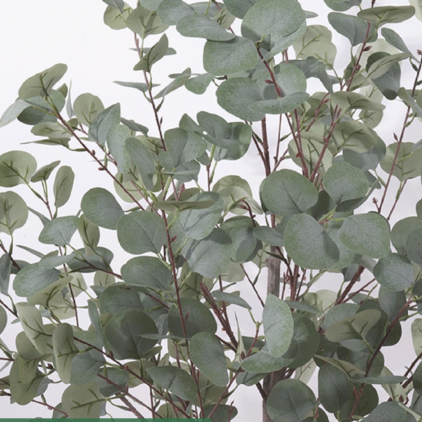 Large Eucalyptus Tree