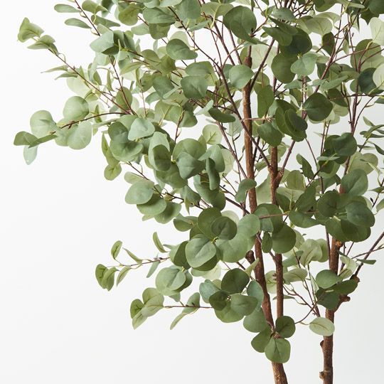 Large Eucalyptus Tree