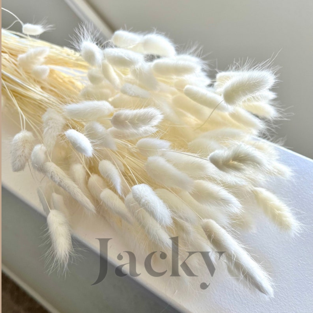 Bunny Tails | Rabbit Tails | Dried Flowers