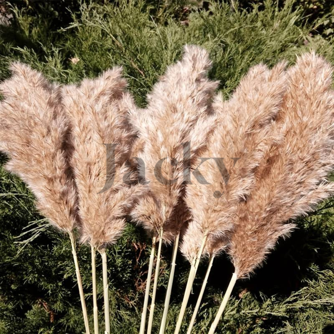 Egyptian Dried Plant Pampas Grass