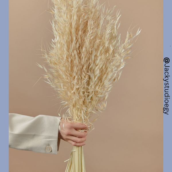 Dried Avena Oats Offwhite