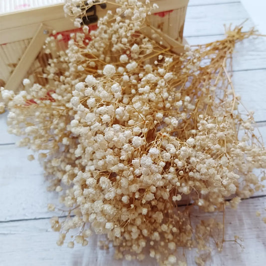 baby's breath flower