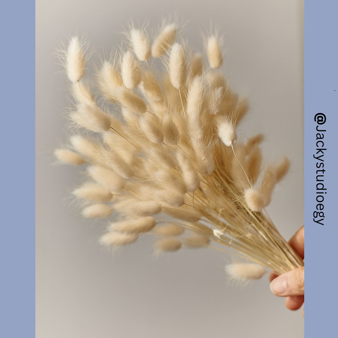 Bunny Tails | Rabbit Tails | Dried Flowers – Jacky