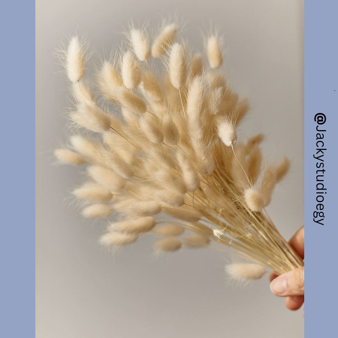 Bunny Tails | Rabbit Tails | Dried Flowers