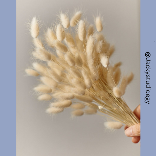 Bunny Tails | Rabbit Tails | Dried Flowers