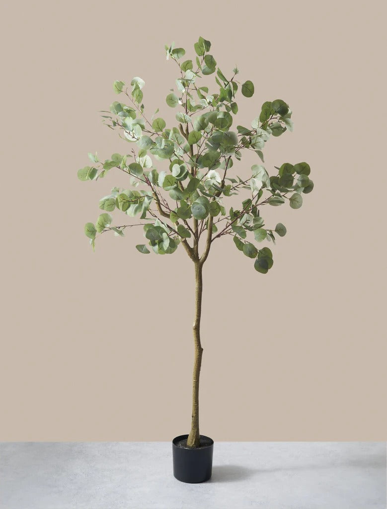 Large Eucalyptus Tree