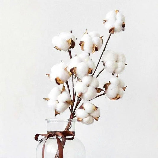 Cotton Flora Dried flowers