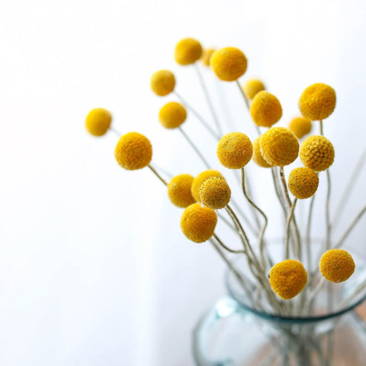 Yellow Balls Flowers