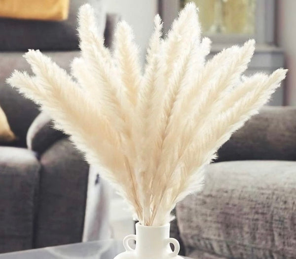American Pampas Grass