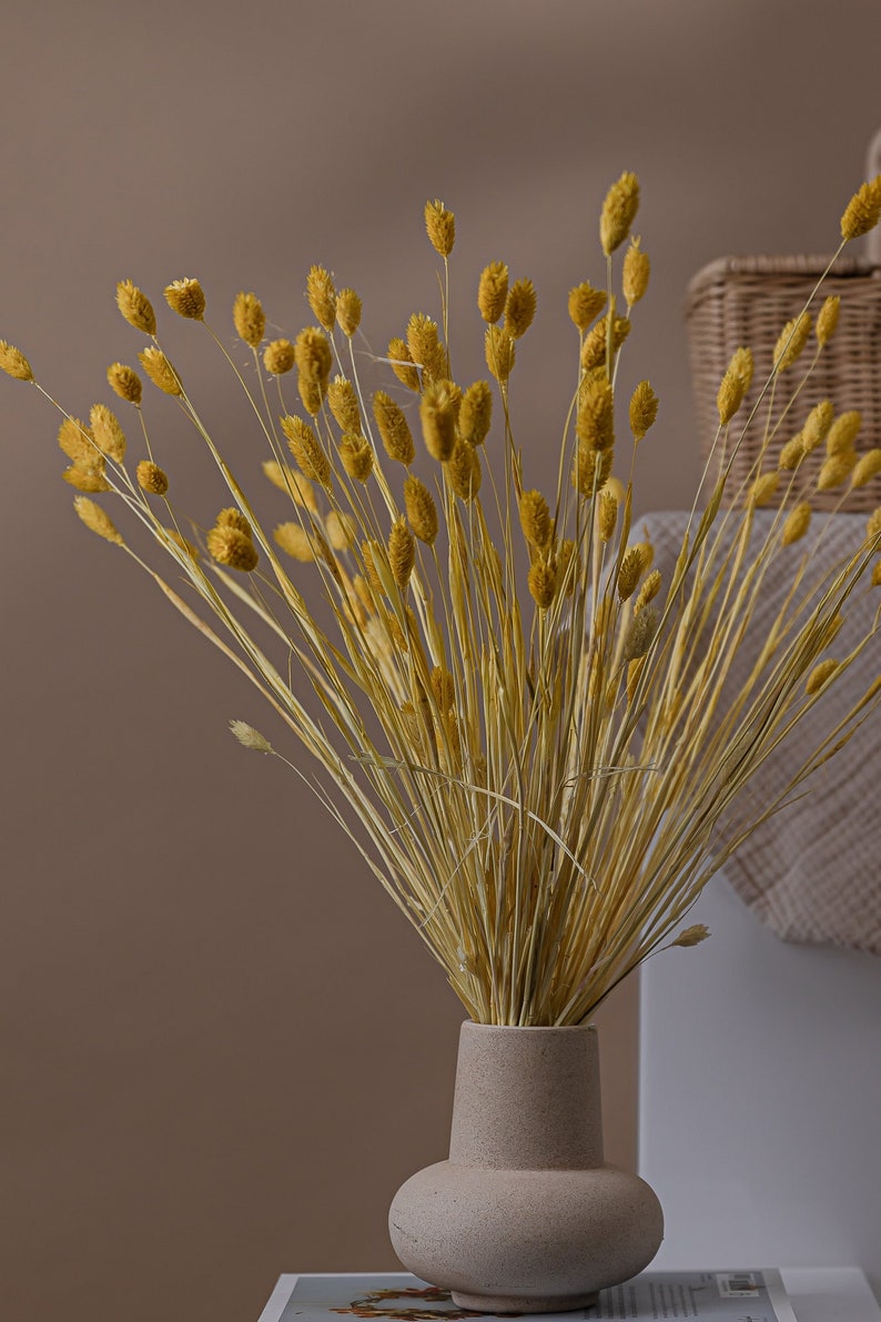 Yellow Dried Phalaris