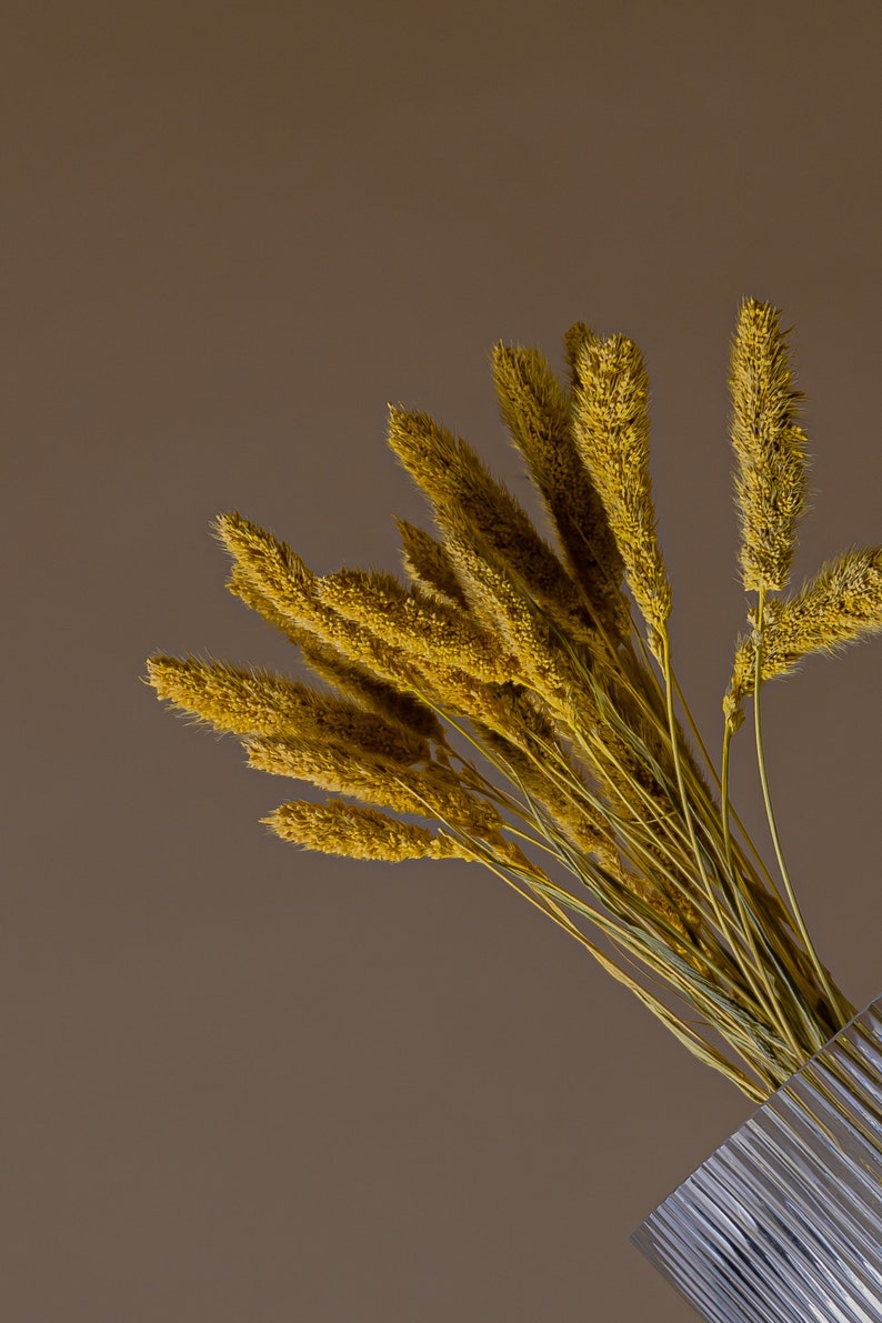 Setaria Yellow Flower