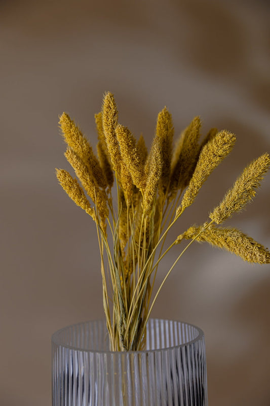 Setaria Yellow Flower