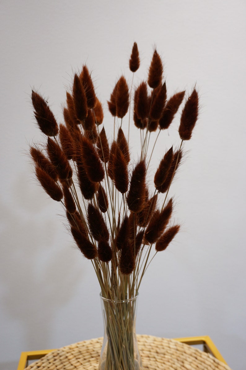 Bunny Tails | Rabbit Tails | Dried Flowers