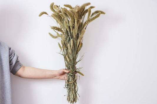 Setaria Dried Flower