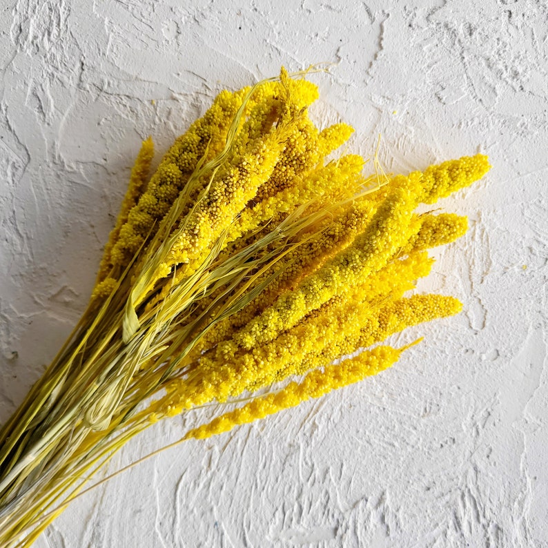 Setaria Yellow Flower