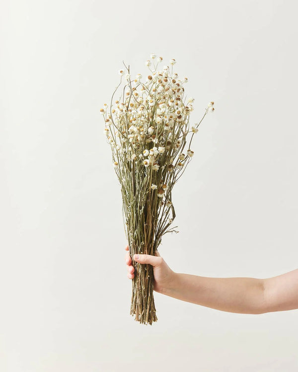 Dried Petite Daisy Flowers